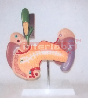 HUMAN VITAL ORGANS MODEL